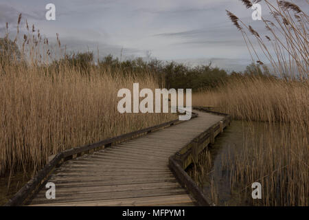 Conwy RSPB Reservat. Comwy. Wales Stockfoto