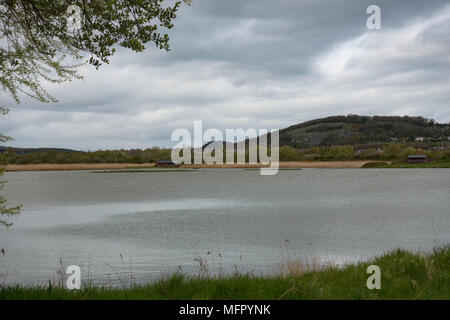 Conwy RSPB Reservat. Comwy. Wales Stockfoto