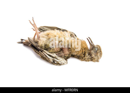 Toten Vogel, Nahaufnahme, juvenile gefleckte Taube, auf weißem Hintergrund Stockfoto