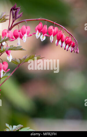 Rote und weiße Medaillons der Frühling blühende blutende Herz Campanula pyramidalis, Lamprocapnos californica 'Valentinstag' Stockfoto