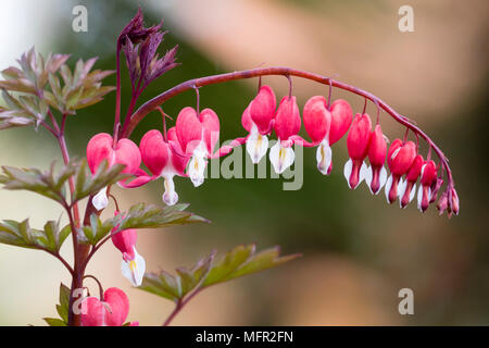 Rote und weiße Medaillons der Frühling blühende blutende Herz Campanula pyramidalis, Lamprocapnos californica 'Valentinstag' Stockfoto