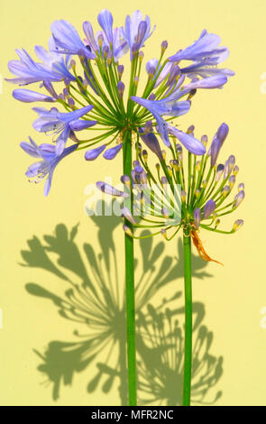 Blaue Lilie - wie Blumen wachsen im Sommer Grenzen oder große Wannen bilden ein buntes Display. Die Blumen werden durch dekorative seedheads gefolgt. Stockfoto