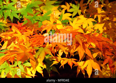 Buntes Laub der japanischen Ahorn (Acer palmatum) in Westonbirt Aboretum, Gloucestershire. Stockfoto