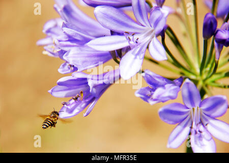 Honeybee ernten Pollen von blühenden Blumen Stockfoto