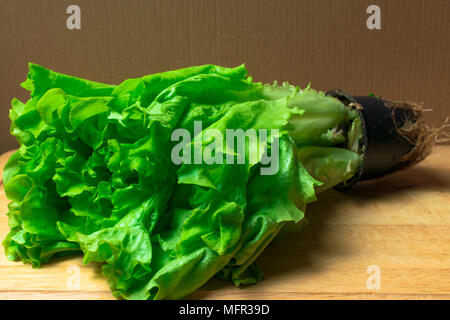 Stapel von frischen und Curly organische letucce Köpfe. Ernte Haufen frisch geschnittenen grünen Salat Blätter auf Holztisch. Saubere Konzept essen. Gesunde vegeteria Stockfoto