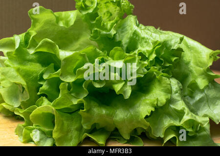 Stapel von frischen und Curly organische letucce Köpfe. Ernte Haufen frisch geschnittenen grünen Salat Blätter auf Holztisch. Saubere Konzept essen. Gesunde vegeteria Stockfoto