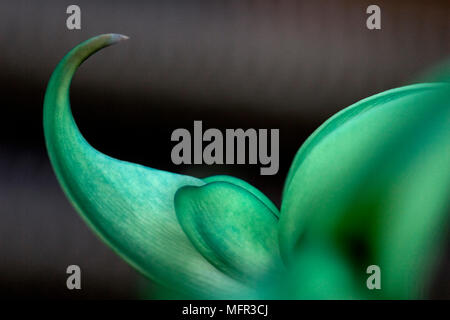 Eine abstrakte Nahaufnahme einer Blüte der Jade Vine (Strongylodon macrobotrys) Blüte im März/April in der feuchten grünen Haus in der Cambridge Univ Stockfoto