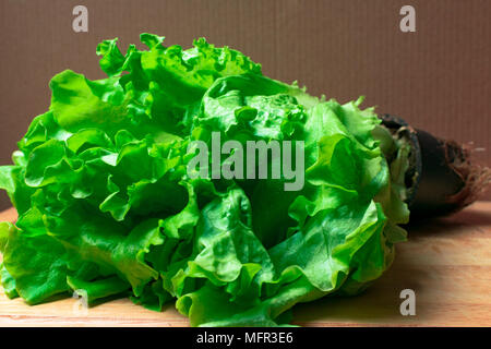 Stapel von frischen und Curly organische letucce Köpfe. Ernte Haufen frisch geschnittenen grünen Salat Blätter auf Holztisch. Saubere Konzept essen. Gesunde vegeteria Stockfoto