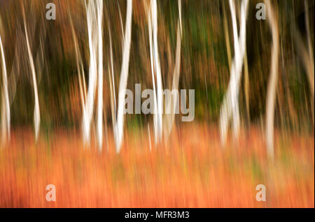 Impressionistische Zusammensetzung von Silber Birken (Betula pendula) am Rande eines Norfolk Wälder. Stockfoto