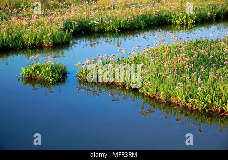 Gemeinsame Strandflieder (Limonium vulgare) in Salt Marsh Lebensraum auf der North Norfolk Coast in Stiffkey, England wächst. Stockfoto