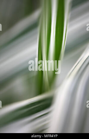 Close-up Zusammenfassung von gestreiften Riesen Pfahlrohr (Arundo Donax Variegata). Stockfoto