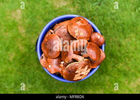 Pilze in einem Eimer auf Pilze auf einem Hintergrund von Gras gesammelt. Stockfoto