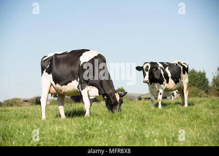 Holsteiner Milchkühe grasen in Feld Stockfoto