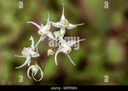 Epimedium diphyllum Barrenwort blüht Stockfoto