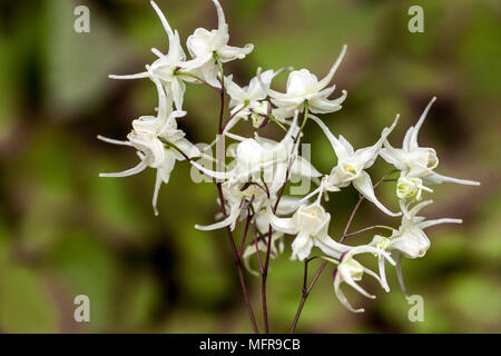 Weiße Blüten von Epimedium diphyllum Frühlingsblume Epimedium Stockfoto