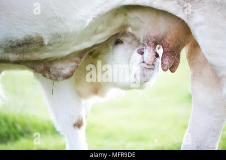 Charolais Rind Kalb trinken Milch von der Mutter Stockfoto