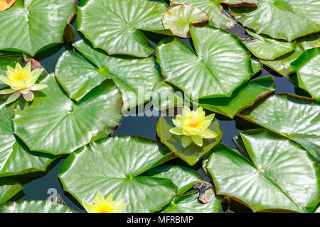 Teich mit Seerosen Blätter und Blüten auf Thames Path in Wapping, London Stockfoto