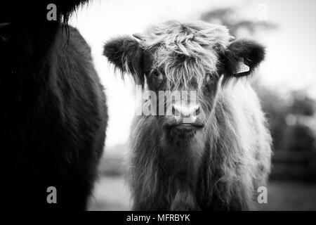 Highland Kalb Kopf geschossen in Schwarz und Weiß Stockfoto