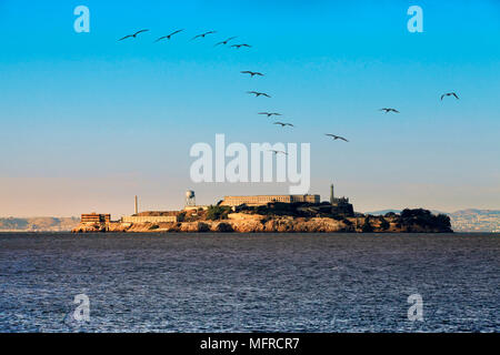 Alcatraz-Insel in der Bucht von San Francisco. Möwen fliegen, in Bewegung. Stockfoto