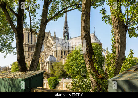 Die Kathedrale Notre-Dame de Paris durch die Pappel gesehen aufgereiht an den Ufern der Seine mit typischen Pariser buch Stände im Vordergrund. Stockfoto