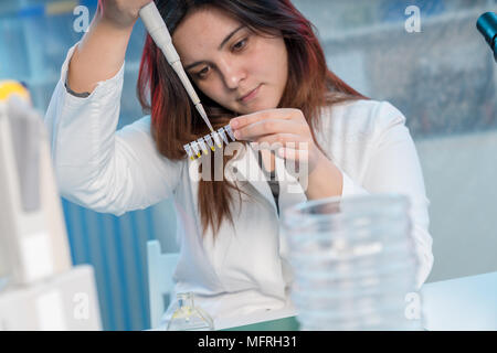 Frau-Techniker mit Multipipette im Genlabor PCR-Forschung. Studentin verwenden Pipette. Junge Wissenschaftlerin lädt Proben zur DNA-amplific Stockfoto