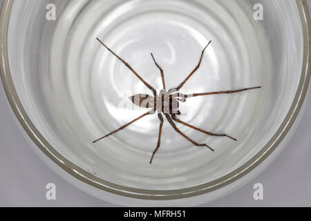 Haus Spinne in einem Glas tumbler gefangen. Stockfoto