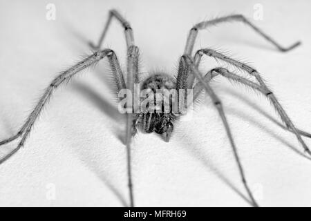 Haus Spinne auf weißem Hintergrund. Stockfoto