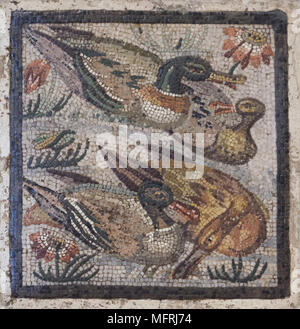 Enten in der römischen Mosaik aus der Casa del Cinghiale (Haus der Wildschweine) in Pompeji dargestellt, nun im Nationalen Archäologischen Museum (Museo Archeologico Nazionale di Napoli) in Neapel, Kampanien, Italien. Stockfoto