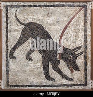 Hund in der römischen Mosaik Cave Canem dargestellt (Vorsicht vor dem Hund) von der Casa di Orfeo (Haus des Orpheus) in Pompeji, das jetzt im Nationalen Archäologischen Museum (Museo Archeologico Nazionale di Napoli) in Neapel, Kampanien, Italien. Stockfoto