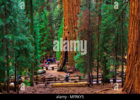 Gruppe der Touristen von einem gigantischen Sequoia Baum Stockfoto