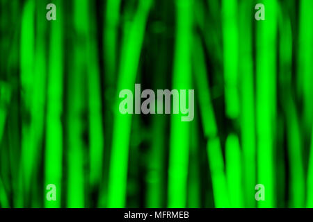 Hintergrundbild von unscharfen Bamboo Grove durch grünes Licht in der Nacht Nahaufnahme beleuchtet Stockfoto