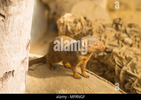 Mongoose auf einem Baumstamm in einem Wildlife Park von Belgien Stockfoto