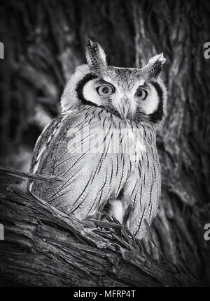 Southern white-faced Owl (Ptilopsis granti), Kgalagadi Transfrontier National Park, Northern Cape, Südafrika Stockfoto