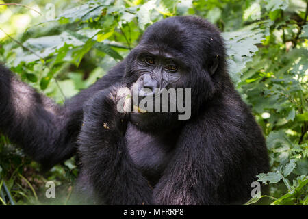 Berggorilla (Gorilla beringei beringei) sitzt in Bush und isst, Tier Portrait, Bwindi Impenetrable Nationalpark, Uganda Stockfoto