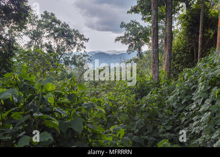 Dichte Vegetation im tropischen Regenwald Dschungel, Bwindi Impenetrable Nationalpark, Uganda Stockfoto