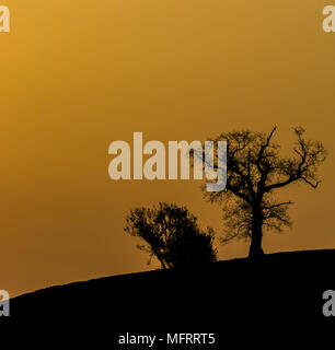 Bäume bei Sonnenaufgang Stockfoto