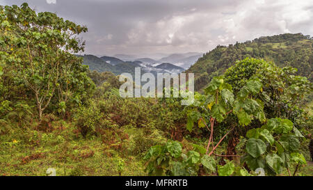 Tropischer Regenwald, hügelige Landschaft mit Wolken in der Rückseite, im Bwindi Impenetrable Nationalpark, Uganda Stockfoto