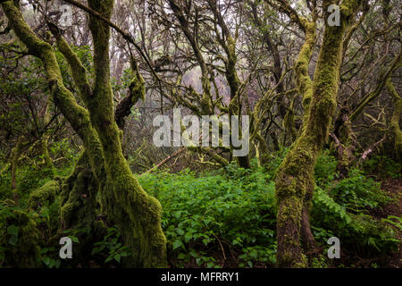 Bemoosten Bäume im Nebel Wald, Lorbeerwald, Raya la Llania, El Hierro, Kanarische Inseln, Spanien Stockfoto