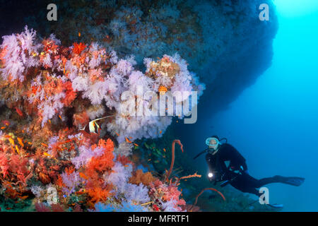 Diver views Überhang dicht bewachsen mit Weichkorallen (alcyonacea), Indischer Ozean, Malediven Stockfoto