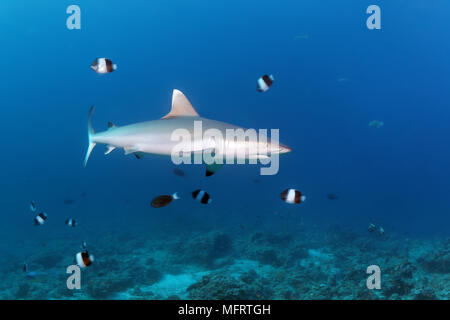 Grauer Riffhai (Carcharhinus amblyrhynchos), braun-weiß Falterfische (Hemitaurichthys zoster), Indischer Ozean, Malediven Stockfoto