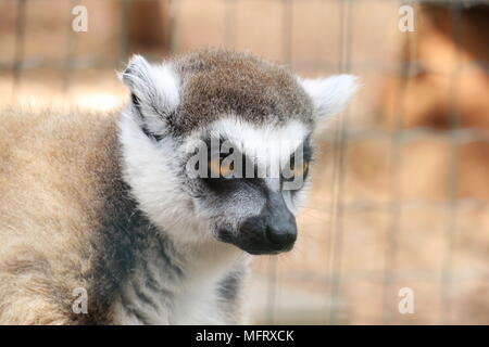 Rute beringt Lemur starrte in die Ferne closeup Stockfoto