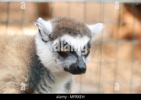 Rute beringt Lemur starrte in die Ferne closeup Stockfoto