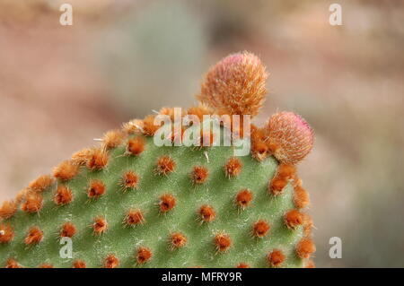 Eine typische blühender Kaktus in Spanien Stockfoto