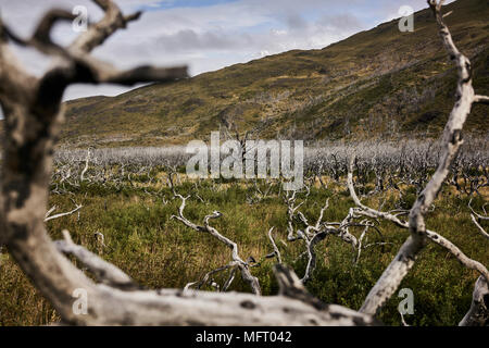 Totes Holz Wald auf grasbewachsenen Ebene im chilenischen Patagonien. Hügeln im Hintergrund. Weite Einstellung. Stockfoto