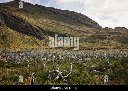 Totes Holz Wald auf grasbewachsenen Ebene im chilenischen Patagonien. Hügeln im Hintergrund. Weite Einstellung. Stockfoto