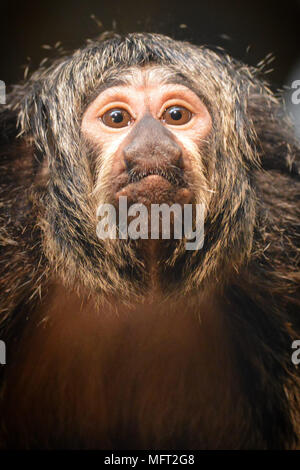 Saki Monkey Stockfoto