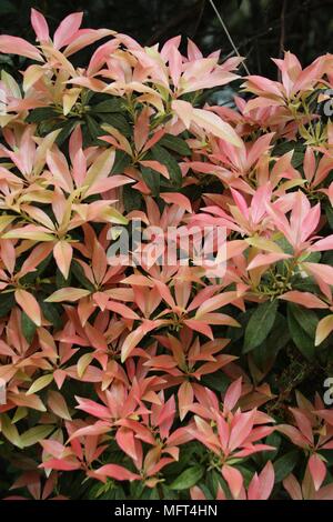 Flaming Pieris oder Flaming Silber Anlage Stockfoto