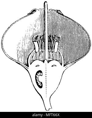 Längsschnitt durch die Heidelbeere (Vaccinium Myrtilos), anonym Stockfoto