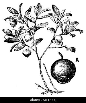 Europäische Heidelbeere Vaccinium myrtillus <>, Stockfoto