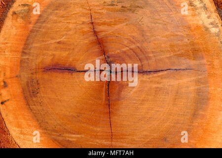 Close up Core Baum des Cut Baumstamm Hintergrund. Stockfoto